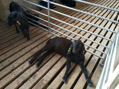 芜湖努比亚黑山羊 家畜饲养的技术与实践