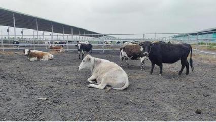 社旗县兴隆镇 特色产业兴村 乡村振兴加速