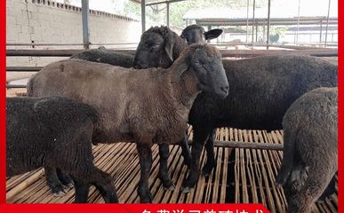 乌骨羊 珍稀家畜的饲养与管理