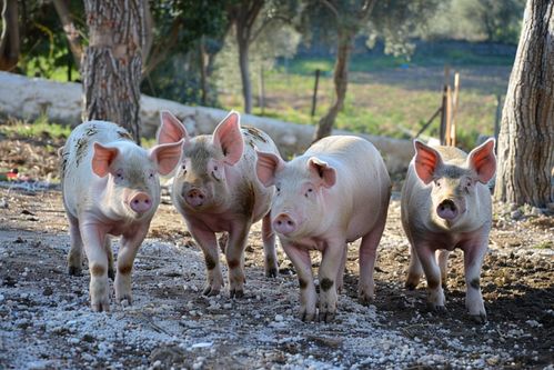 家禽家畜家猪养殖 视觉记录与资源参考