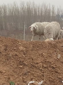 羊群饲养 从传统到现代的智慧与实践