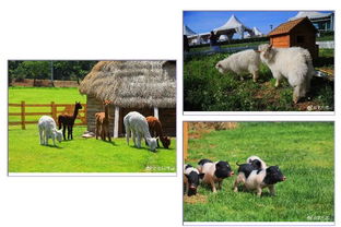 6.18比垦丁更美 欧式牧场里，体验大连版《向往的生活》与家畜饲养之乐