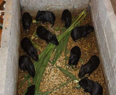 中华黑豚 农民致富新宠，产妇滋补佳品