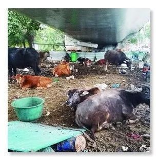 公路新功能？探索路面与围栏外的畜牧可能