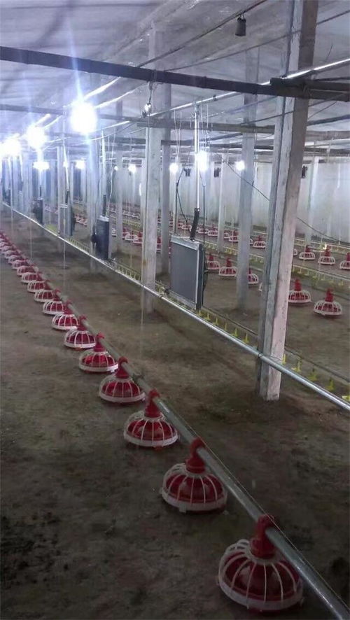 全自动锅炉在华信养殖设备中的革新应用 提升猪舍养殖与家畜饲养效率