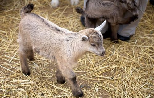 家畜 人类高度驯化的动物与肉类来源百科