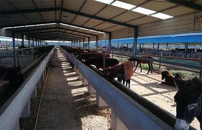 掘金“肉篮子” 2024年肉类生意新机遇与经营策略