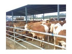 招远养牛经 从技术到肉品的全程掌控