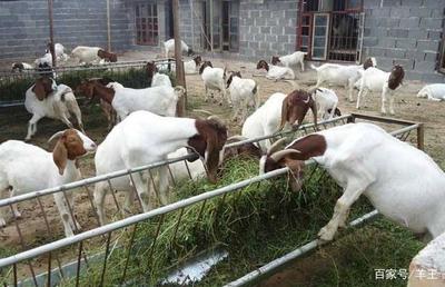 养羊六点关键饲养管理技术详解