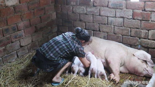 从“鸡犬相闻”到“静悄悄”——农村养殖变迁背后的多重因素