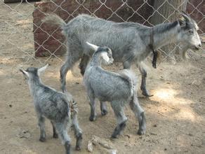 鲁西青山羊 青山绿水间的美味佳肴