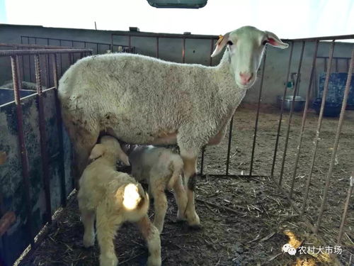 景强农业 深耕生态养殖，领航肉类产业绿色发展