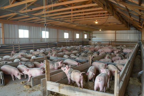 家禽家畜土猪养殖场图片与海报下载指南——优质家畜饲养全攻略