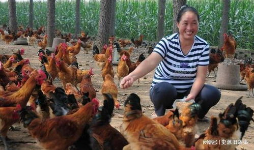 鸡不三年，犬不六载 古老禁忌背后的性命双修之智