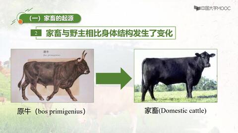 家畜的饲养