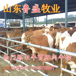 牛苗价格
