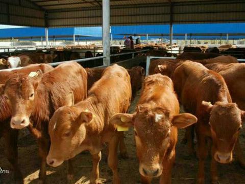 小牛犊市场价格及家畜饲养要点