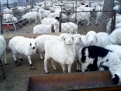 优质肉羊品种与家畜饲养管理指南