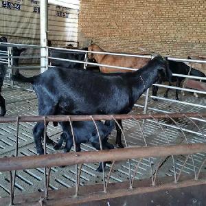 马山黑山羊的科学饲养与管理