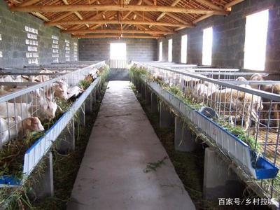 农村俗语“家有万贯，带毛的不算”的含义与道理解析