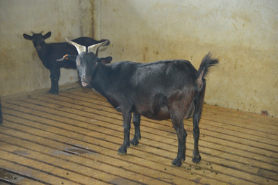 羊圈养殖与家畜饲养的科学管理