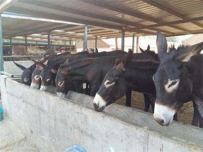 福建南平西门塔尔牛养殖基地推荐与肉类供应