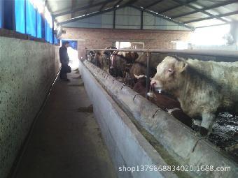 荆门肉牛养殖 技术与市场前景分析