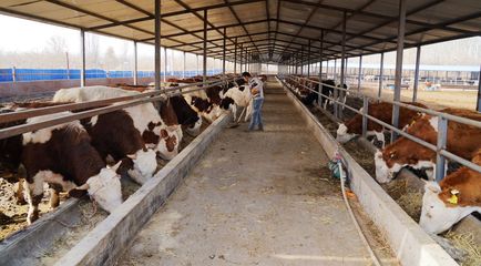 养殖牛羊增收快，小康路上唱欢歌