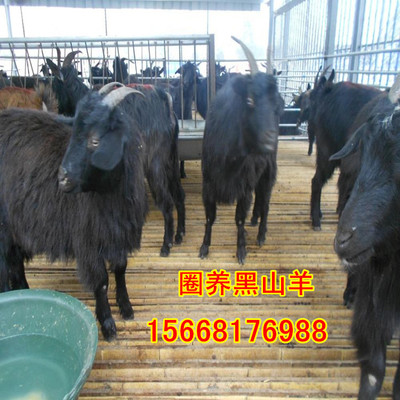 小尾寒羊的饲养指南