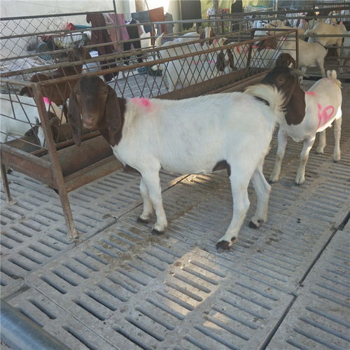 农作物秸秆养殖波尔山羊技术 快速生长、繁殖高效、品种优质、价格实惠、效益显著